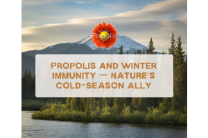 Propolis and Winter Immunity. Nature’s Cold-Season Ally