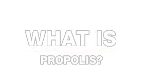 What is Propolis?